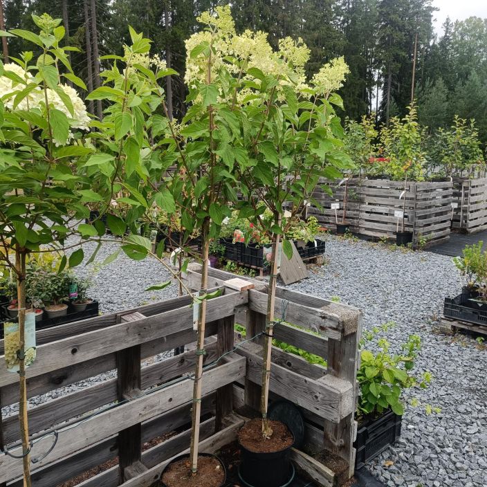 SYYSHORTENSIA 'PHANTOM' Hydrangea paniculata 'Phantom' runko 90 cm Komeasti loppukesasta ja alkusyksysta kukkiva pikkupuu / SYYSHORTENSIA 'PHANTOM' Hydrangea paniculata 'Phantom' runko 90 cm Komeasti loppukesasta ja alkusyksysta kukkiva pikkupuu /