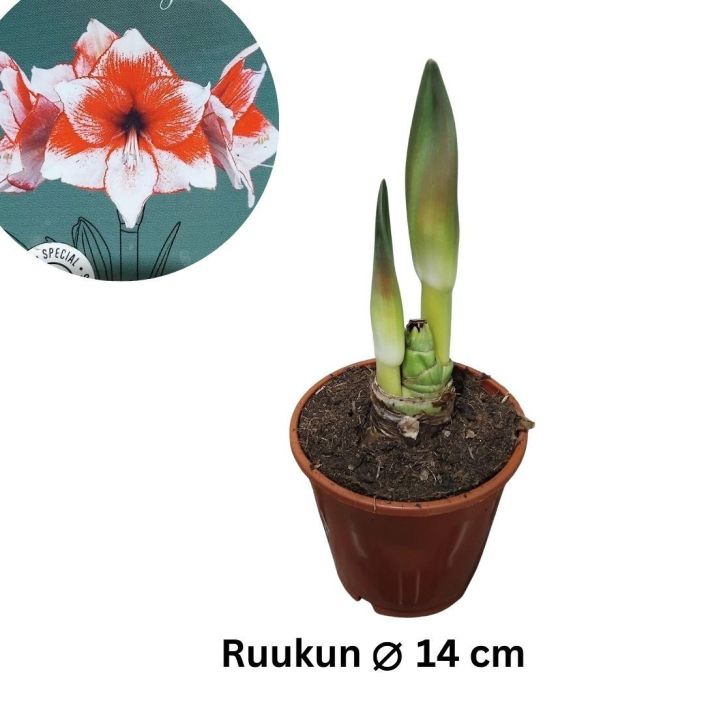 RITARINKUKKA (Amaryllis) 'STARDUST' Hippeastrum 'Stardust' P14 Punasavyinen, kirjavakukkainen ritarinkukka / VAIN NOUTO