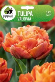 TULPPAANI 'VALDIVIA' Tulipa 'Valdivia' 5 sipulia