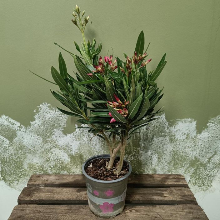OLEANTERI Nerium oleander P13 Huom! Erittain myrkyllinen! Kaunis ja perinteinen huonekasvi