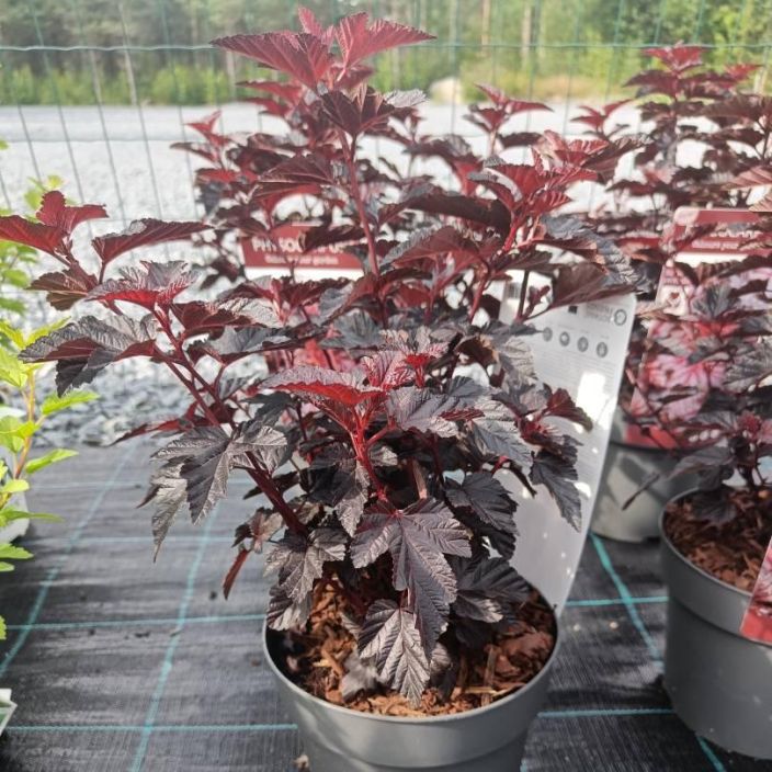PURPPURAHEISIANGERVO, Physocarpus opulifolius 'Rubella' Hyvin punainen purppuraheisiangervolajike. Sailyttaa varinsa
