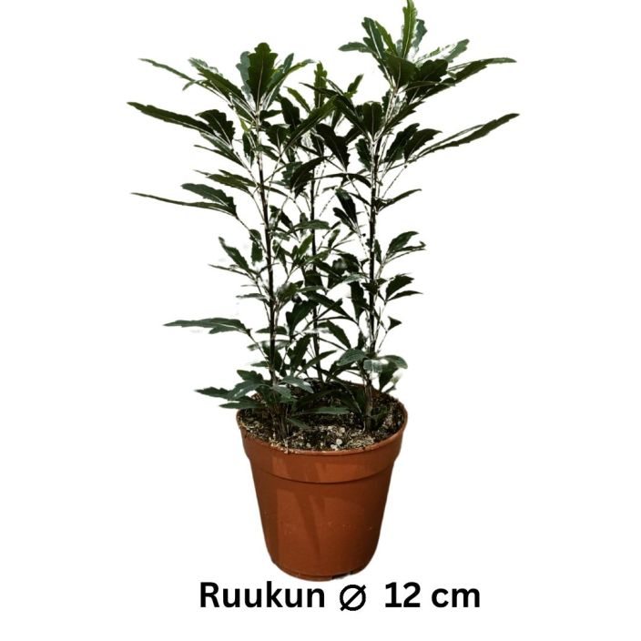 ISOLIUSKA-ARALIA 'CASTOR' Dizygotheca elegantissima 'Castor' P12 TULOSSA 10.2. / Kapea- ja vihrealehtinen huonekasvi