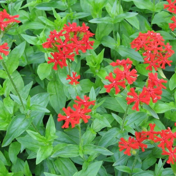 PALAVARAKKAUS Lychnis chalcedonica P9 Punakukkainen, korkea perinneperenna