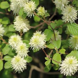 HÖYHENPENSAS Fothergilla major AT 3L