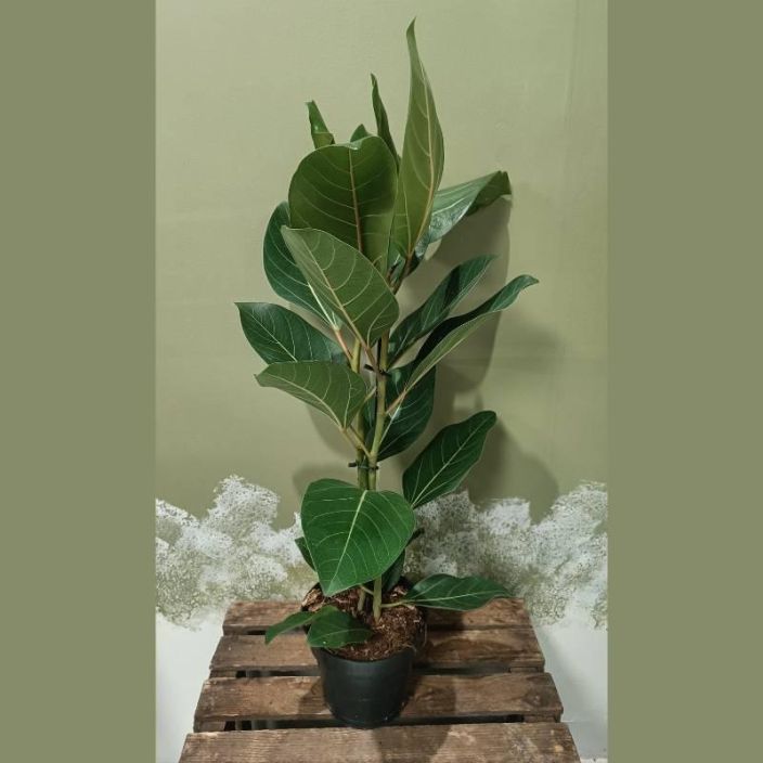 BANIANIVIIKUNA Ficus benghalensis P17 VAIN NOUTO / Suurilehtinen viherkasvi, jonka lehdet ovat mattapintaiset