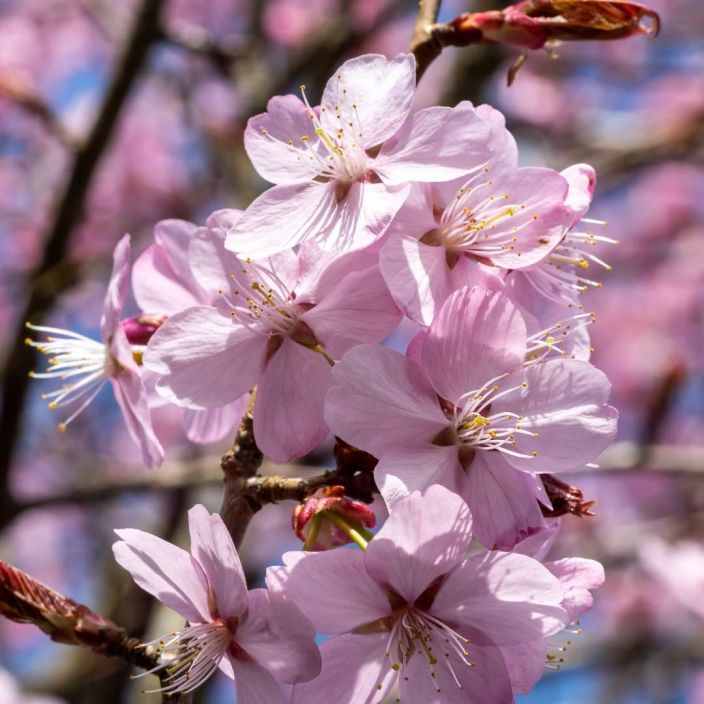 RUSOKIRSIKKA Prunus sargentii 150-250 cm Hyvin kaunis, kevaalla kukkiva koristepuu / VAIN NOUTO
