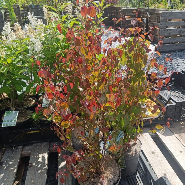 KATSURA Cercidiphyllum japonicum At 3L Pieni pensas, jonka lehdet tuoksuvat syksylla
