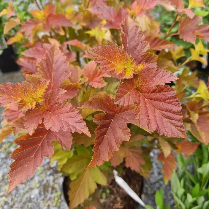 Physocarpus opulifolius 'Jefam' / 'Amber Jubilee' ruskaheisiangervo VAIN NOUTO