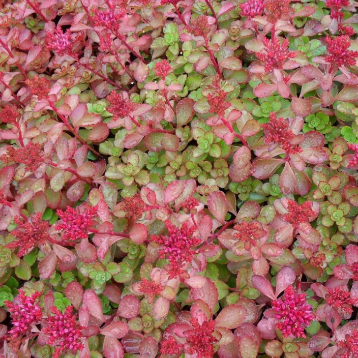 Sedum spurium ´Fuldaglut´, kaukasianmaksaruoho