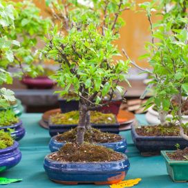 BONSAI-TYÖPAJA 15.2. klo 14.00