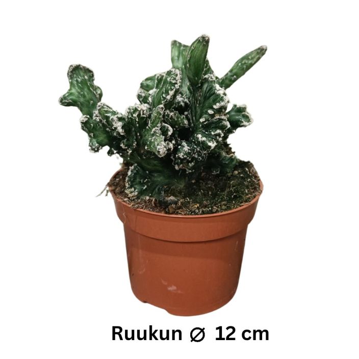 KAKTUS Monvillea spegazzi f. cristata monsturosa P12 Ruttuinen, tummanvihrea kaktus
