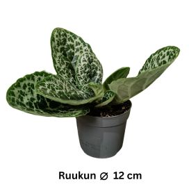 PRIMULIINA / SOILIKKI 'PRETTY TURTLE' Streptocarpus 'Pretty Turtle' P12