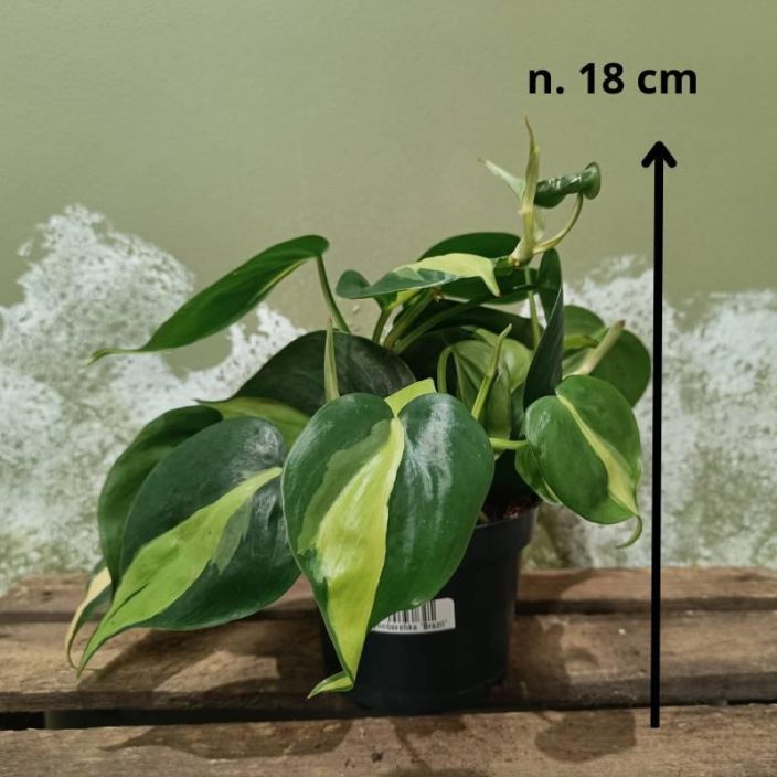 Philodendron scandens 'Brazil', herttakoynnosvehka Koynnoskasvi, jolla on kaksivariset lehdet