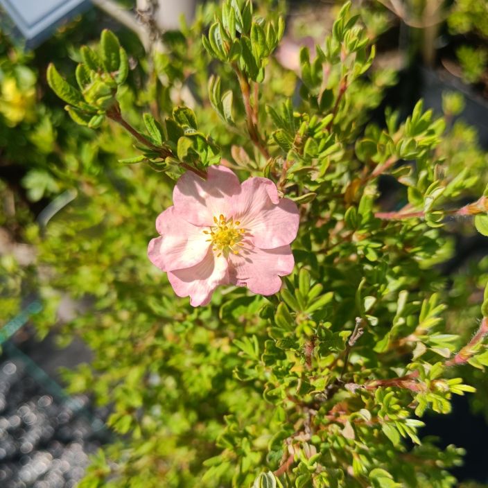 PENSASHANHIKKI 'PINK STAR' Dasiphora fruticosa 'Happy Hearts™ Pink Star' At 3 L Vaaleanpunakukkainen tiivis lajike