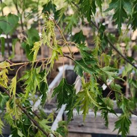 TAALAINKOIVU Betula pendula 'Dalecarlica' 125-150 cm