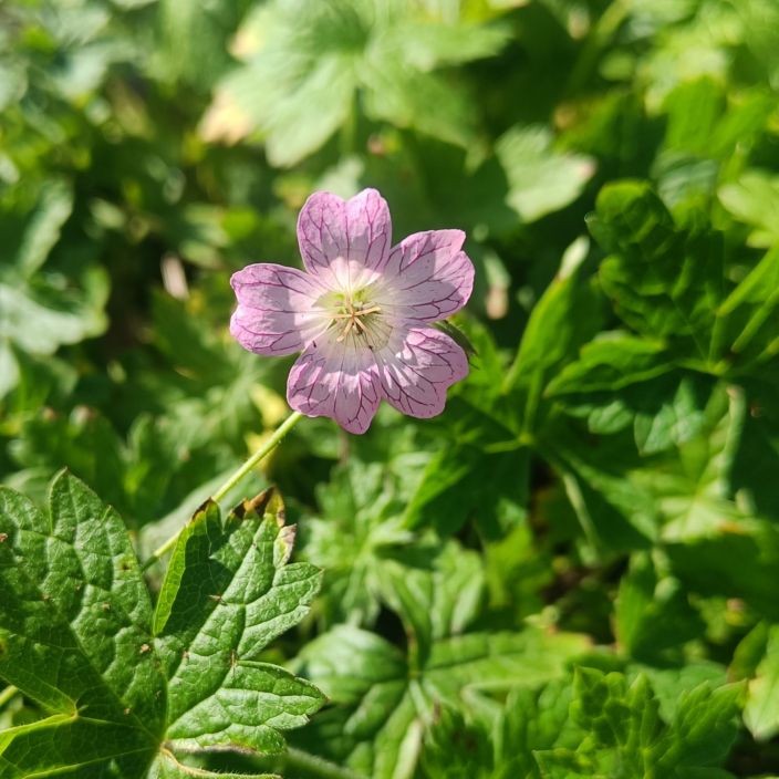 KURJENPOLVI Geranium versicolor P10 Etelaisessa Euroopassa luontaisesti esiintyva lajike