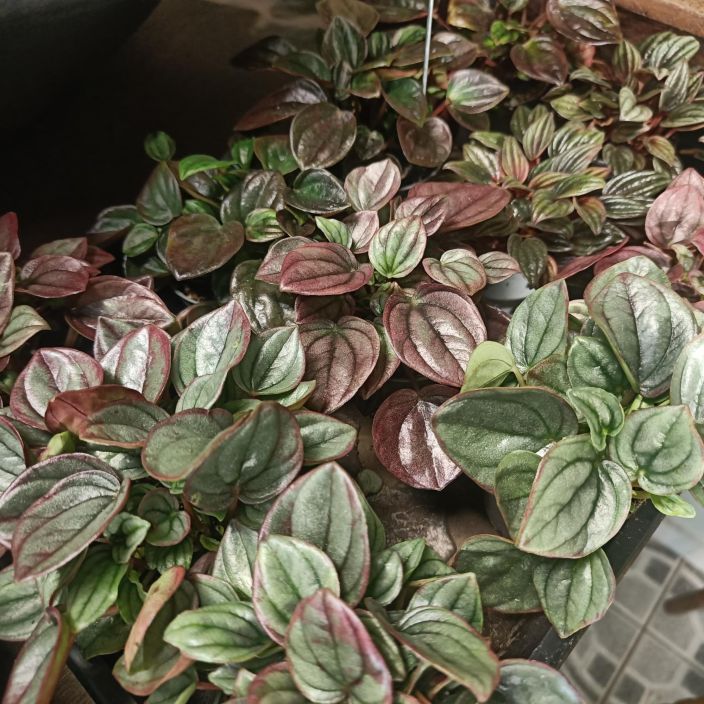 MUORINKUKKA mix Peperomia mix P6 Sekoitus erilaisia muorinkukkia / Emme voi taata tietyn lajikkeen saatavuutta MUORINKUKKA mix Peperomia mix P6 Sekoitus erilaisia muorinkukkia / Emme voi taata tietyn lajikkeen saatavuutta