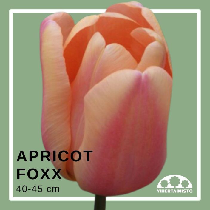 TULPPAANI 'APRICOT FOXX' Tulipa 'Apricot Foxx' 15 sipulia Triuph-tulppaani vaaleanpunaisen ja persikan savyissa /