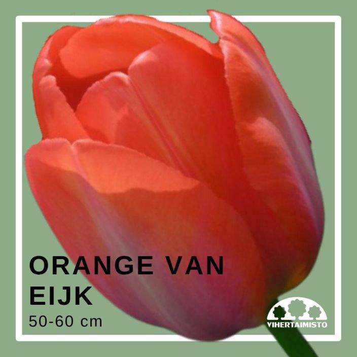 TULPPAANI 'ORANGE VAN EIJK' Tulipa 'Orange Van Eijk' 15 sipulia Oranssinpunainen perustulppaani / ENNAKKOMYYNTI: toimitus