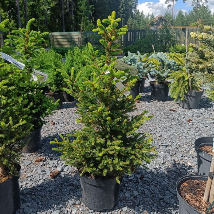 Picea abies 'Will's Zwerg', kaapiokuusi Astiataimi 40-50 cm