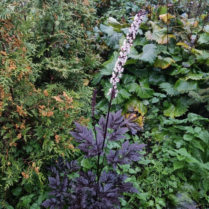 SYYSKIMIKKI Actaea simplex 'Brunette' P13 Lehdisto tummanpurppuransavyinen, kukat suuria, tahkamaisia ja haalean