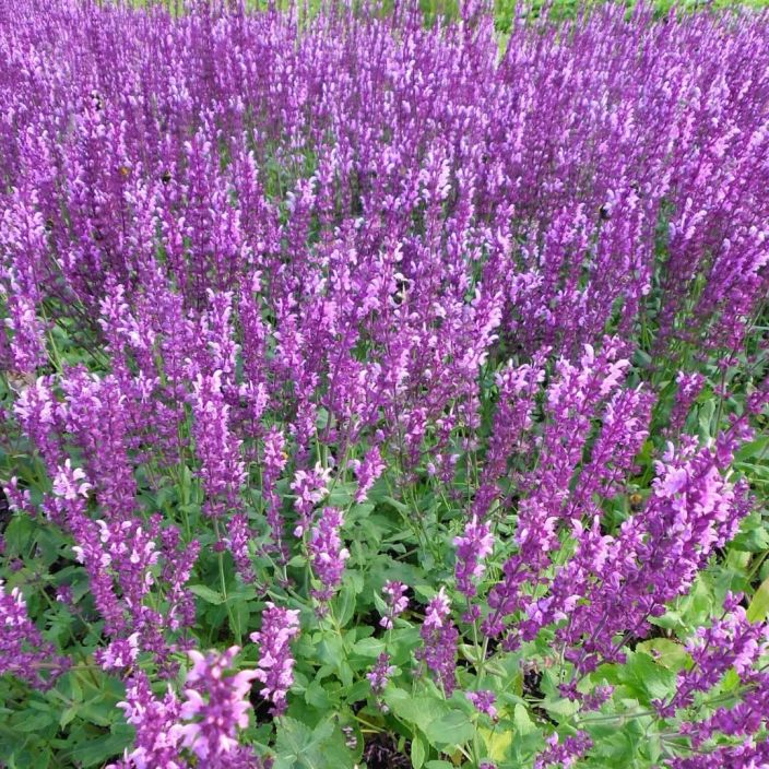 LOISTOSALVIA 'ROSE QUEEN' Salvia x sylvestris 'Rose Queen' P11 Vaaleanpunakukkainen perenna