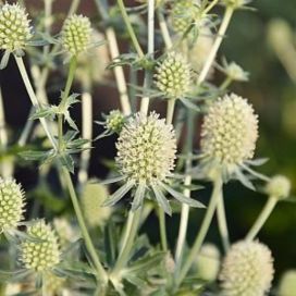 SINIPIIKKIPUTKI 'MAGICAL SILVER' Eryngium planum 'Magical Silver' P11