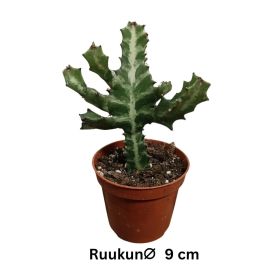 KALLIOTYRÄKKI Euphorbia lactea P9