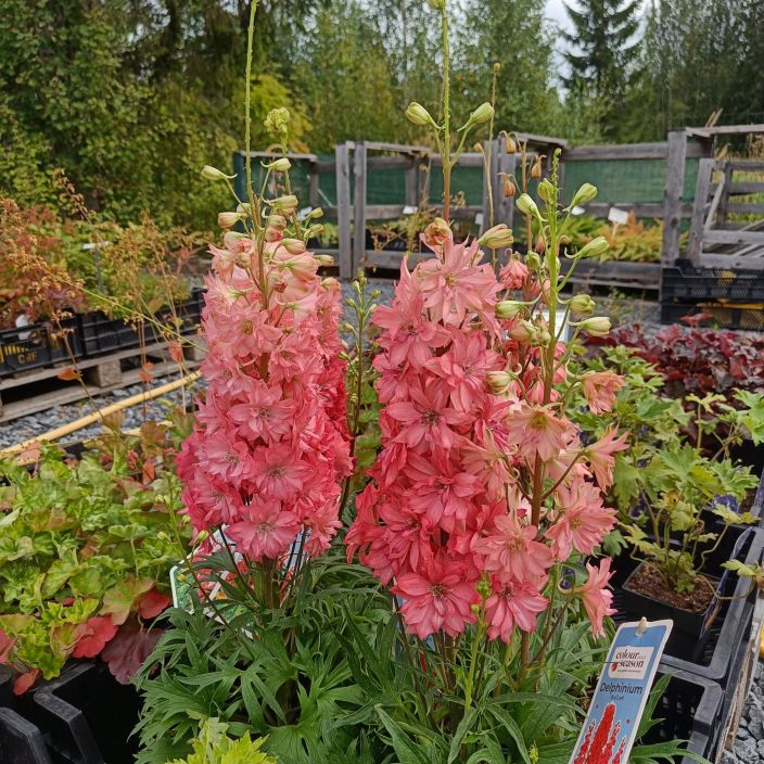 JALORITARINKANNUS 'RED LARK' Delphinium elatum 'Red Lark' P19 tuotekuva 1