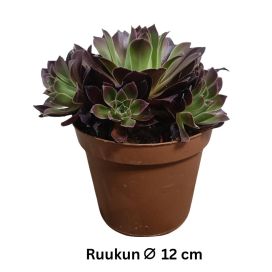 MEHIPUU 'PHOENIX FLAME' Aeonium 'Phoenix Flame' P12