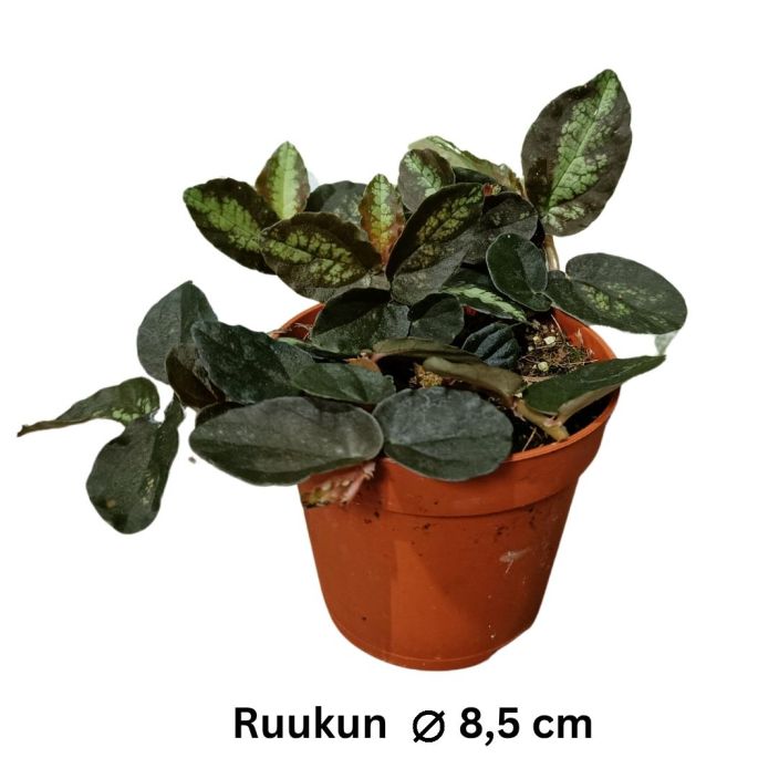 VIHERPANTTERIKOYNNOS Pellionia repens P8,5 Nopeakasvuinen koynnoskasvi, jonka lehdissa on kaunista kuviota
