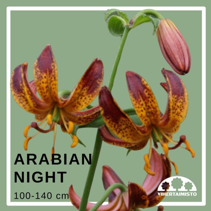 MARHANLILJA / VARJOLILJA 'ARABIAN NIGHT' Lilium martagon-r 'Arabian Night' 2 sipulia Purppuran- ja keltaisenkirjava, korkea