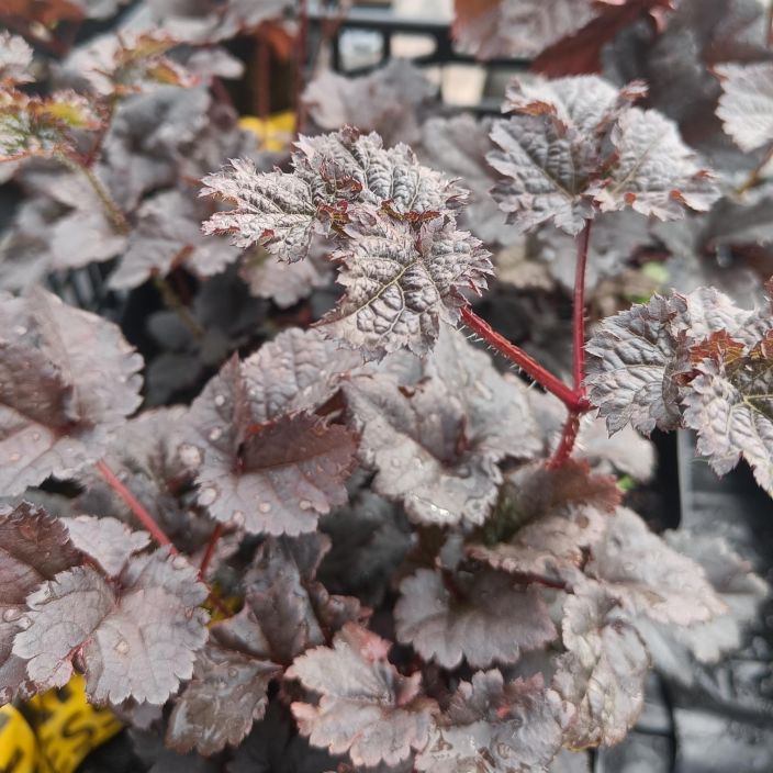 TOYHTOJALOANGERVO 'DARK SIDE OF THE MOON' Astilbe chinensis 'DArk Side of The Moon' P11 Tummalehtinen jaloangervo / VAIN TOYHTOJALOANGERVO 'DARK SIDE OF THE MOON' Astilbe chinensis 'DArk Side of The Moon' P11 Tummalehtinen jaloangervo / VAIN
