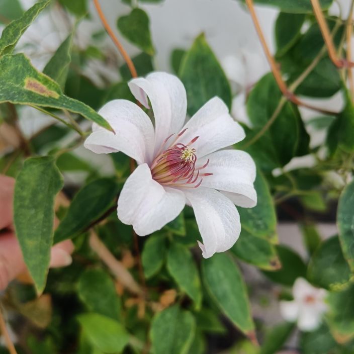 TARHALYHTYKARHO 'PRINCESS KATE' Clematis Texensis-ryhma 'Princess Kate' Kaunis, kaksivarinen karho 17 cm ruukussa / VAIN