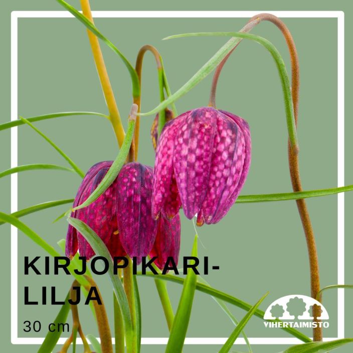 KIRJOPIKARILILJA Fritillaria meleagris 25 sipulia Nuokkuvakukkainen kaunotar / ENNAKKOMYYNTI: toimitus syyskuussa, lue koko