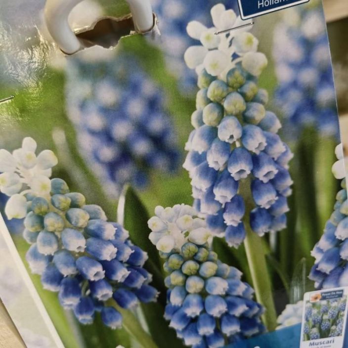 HELMILILJA 'TOUCH OF SNOW' Muscari 'Touch of Snow' 25 sipulia pussissa