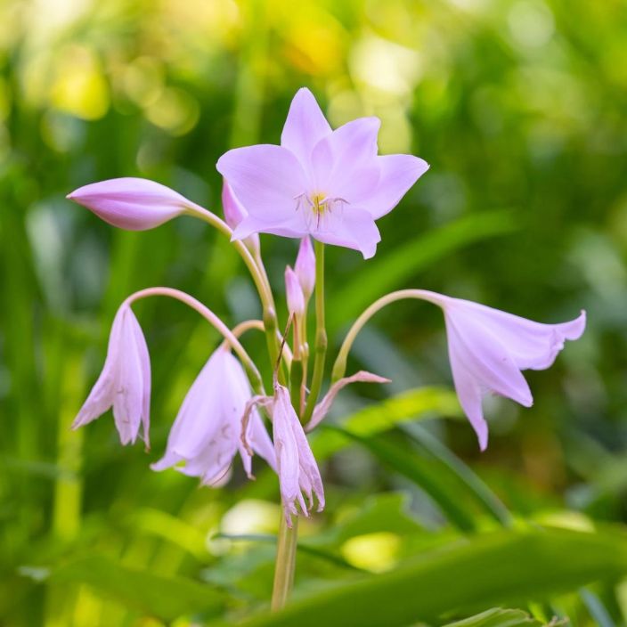 TARHAKRIINUMI 'ROSEA' Crinum x powellii 'Rosea' 1 SIPULI TULOSSA HELMIKUUSSA! Perinteisen, vaaleanpunakukkaisen huonekasvin