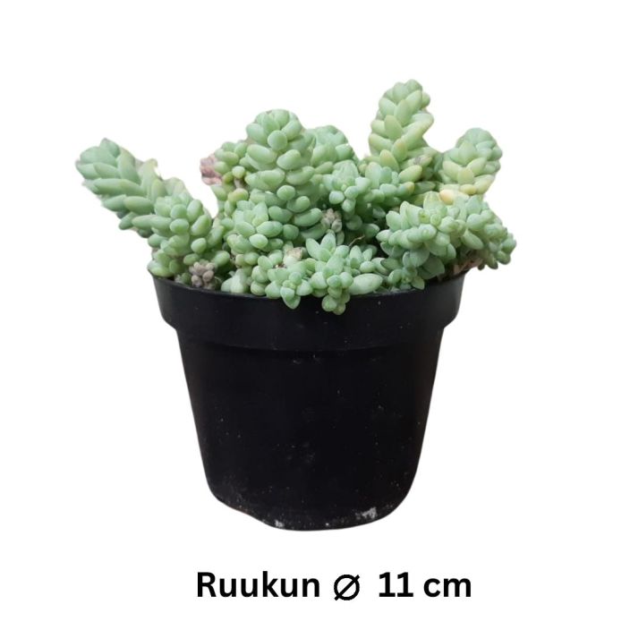 AASINMAKSARUOHO Sedum morganianum 'Burrito' P11 Pampulainen ja kasvettuaan roikkuva mehikasvi