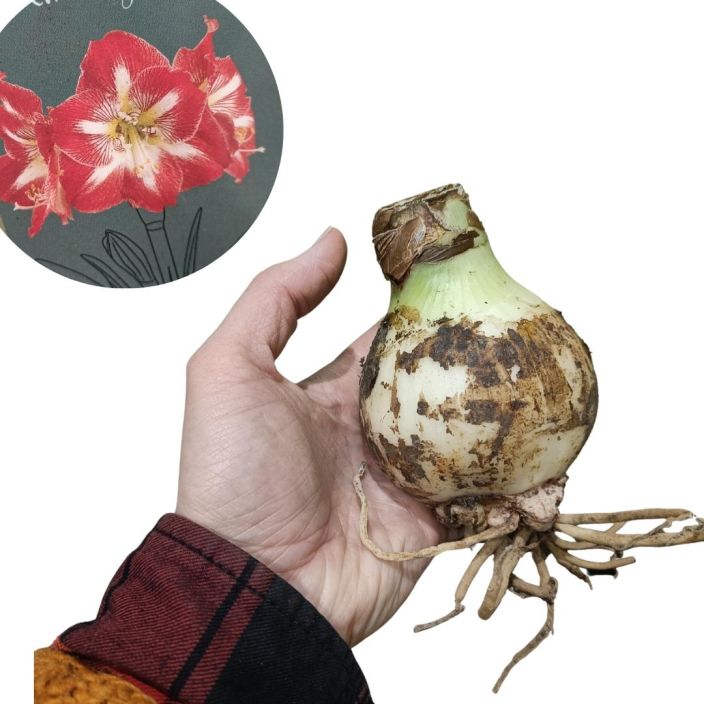 RITARINKUKKA (AMARYLLIS) 'MINERVA' Hippeastrum 'Minerva' SIPULI Amaryllikseksikin kutsutun, puna-valkokukkaisen joulukukan