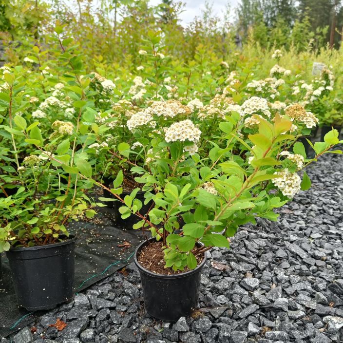 KOIVUANGERVO Spiraea betulifolia AT 1,5L Hyvin sitkea, keskikesalla kukkiva pikkupensas