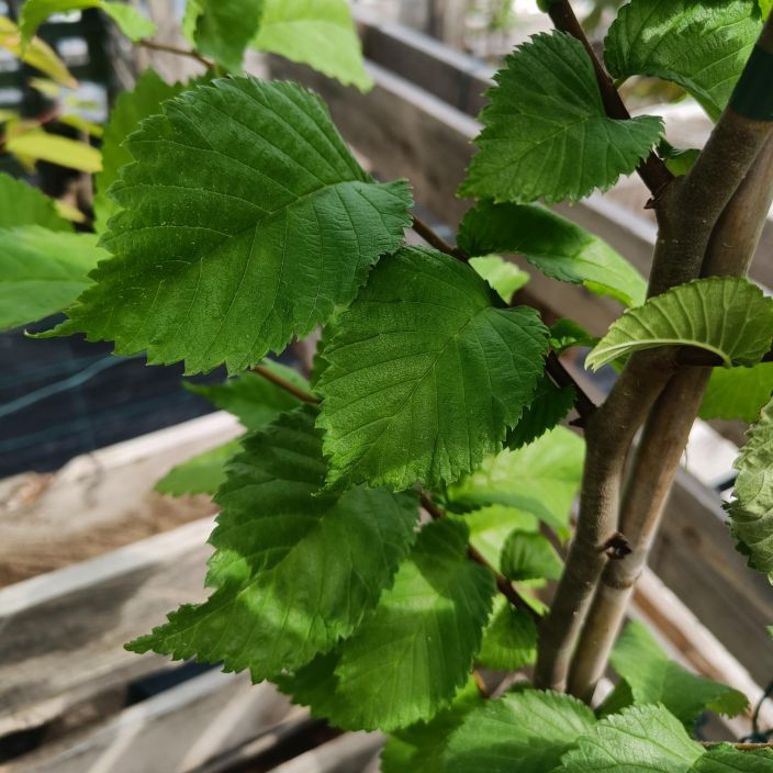 VUORIJALAVA Ulmus glabra 100-150 cm Kestava, suureksi kasvava jalopuu. VAIN NOUTO