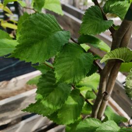 VUORIJALAVA Ulmus glabra  150-200 cm
