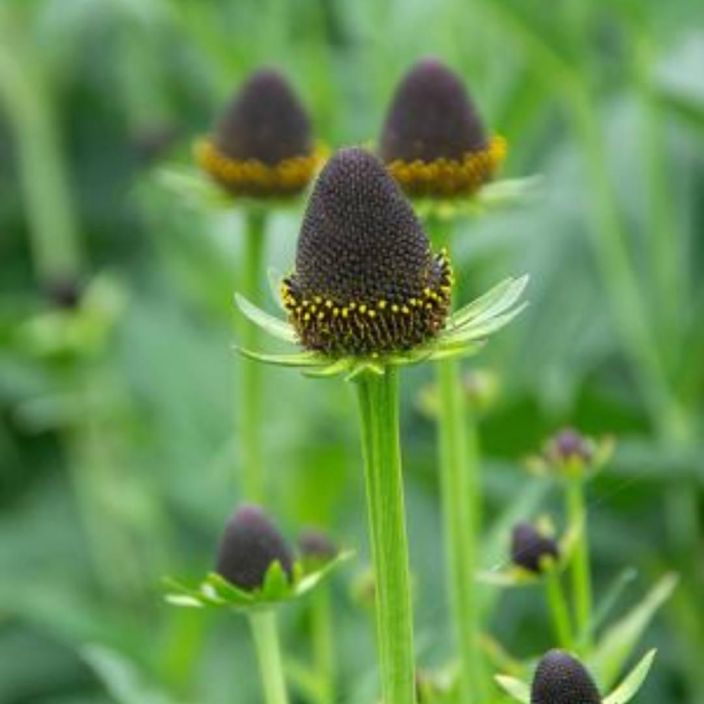 MUSTAPAIVANHATTU Rudbeckia occidentalis 'Black Beauty' P11 Kukka, jonka kauneus on katsojan silmissa / VAIN NOUTO MUSTAPAIVANHATTU Rudbeckia occidentalis 'Black Beauty' P11 Kukka, jonka kauneus on katsojan silmissa / VAIN NOUTO