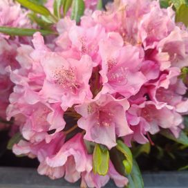 ALPPIRUUSU 'HAAGA' Rhododendron 'Haaga' AT 3L