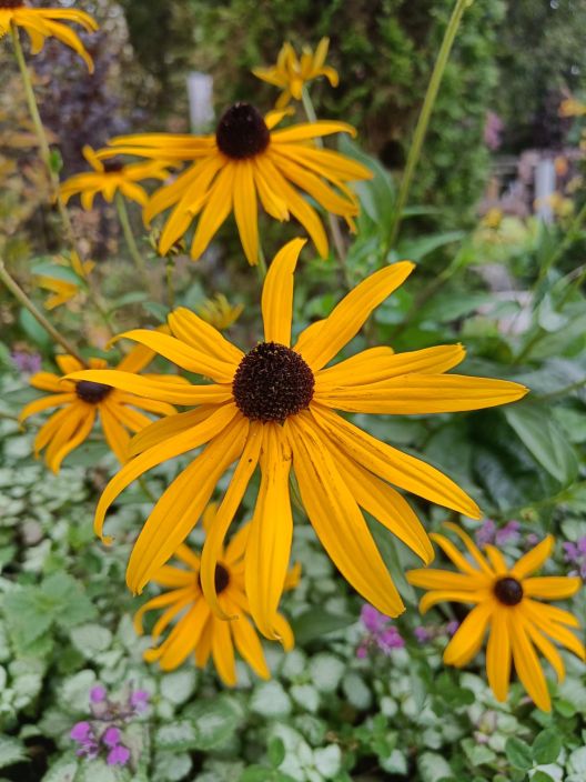 SADEPAIVANHATTU 'GOLDSCHIRM' Rudbeckia fulgida 'Goldschirm' P9 Keltakukkainen syksyn porriaiskasvi