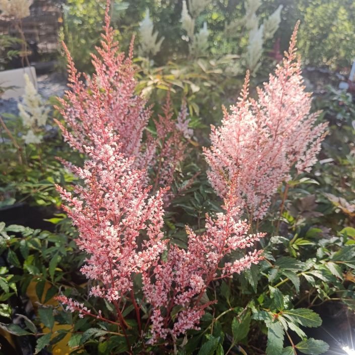 TARHAJALOANGERVO 'LOOK AT ME' Astilbe Arendsii-R 'Look at Me' P10 Vaaleanpunakukkainen jaloangervo