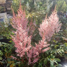 TARHAJALOANGERVO 'LOOK AT ME' Astilbe Arendsii-R 'Look at Me' P10