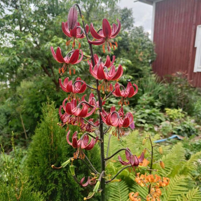 MARHANLILJA / VARJOLILJA Lilium martagon 'Claude Shride' P15 Tummanpunainen lilja. Jattikokoiset sipulit