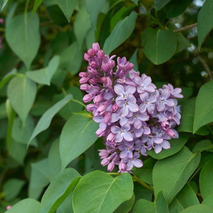 PIHASYREENI Syringa vulgaris At 3 L Perinteinen pihapensas / VAIN NOUTO