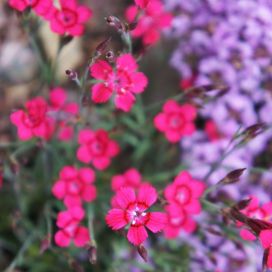 KETONEILIKKA 'BRILLIANT' Dianthus deltoides 'Brilliant' P10